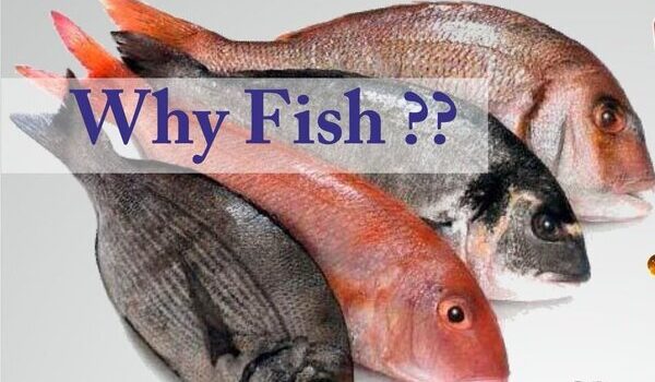 Why eat fish?